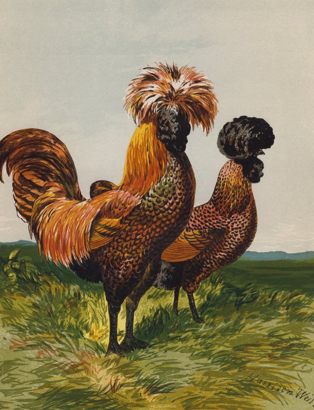 Golden-Spangled Polish (chromolitho) af Harrison William Weir