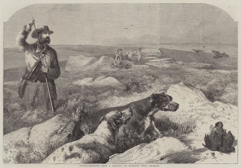 Rypeskydning (gravering) af Harrison William Weir