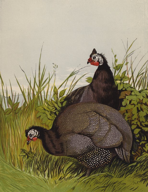 Perlehøns (chromolitho) af Harrison William Weir