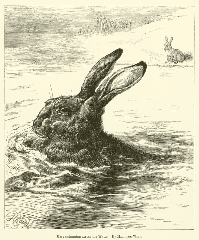Hare svømmer over vandet af Harrison William Weir