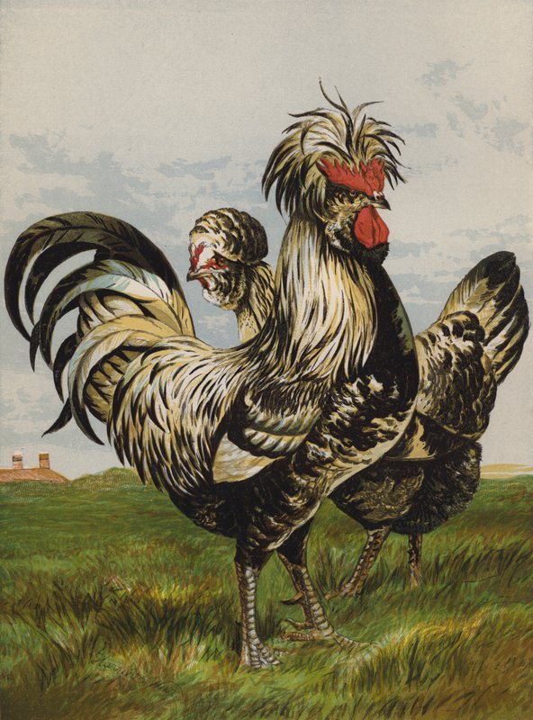 Houdans (chromolitho) af Harrison William Weir