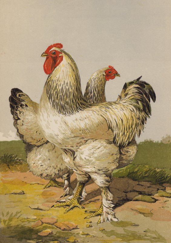 Lette Brahmas (chromolitho) af Harrison William Weir