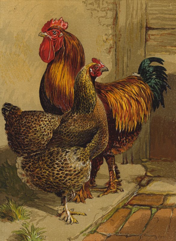 Agerhøne Cochins (chromolitho) af Harrison William Weir