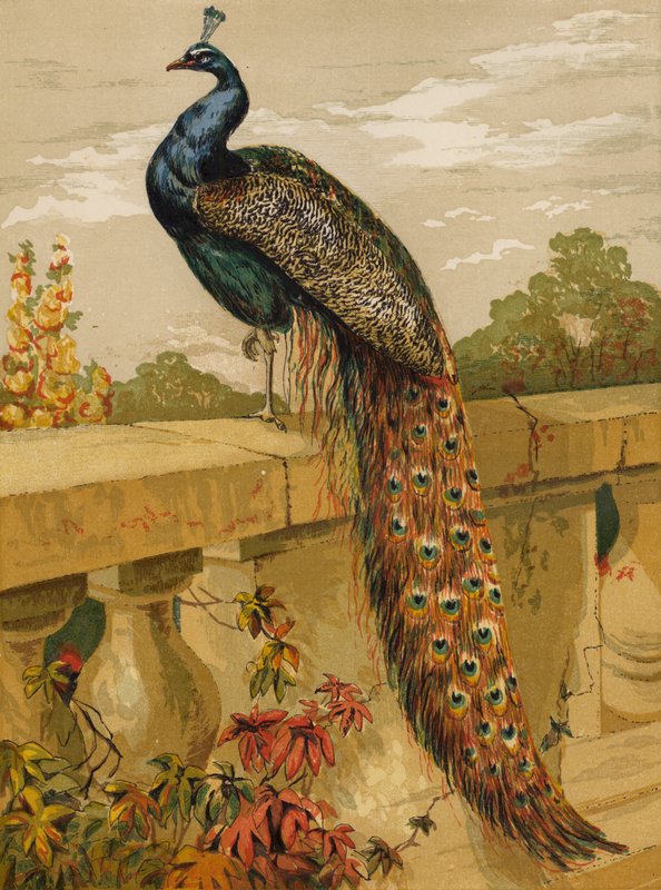 Påfugl (chromolitho) af Harrison William Weir