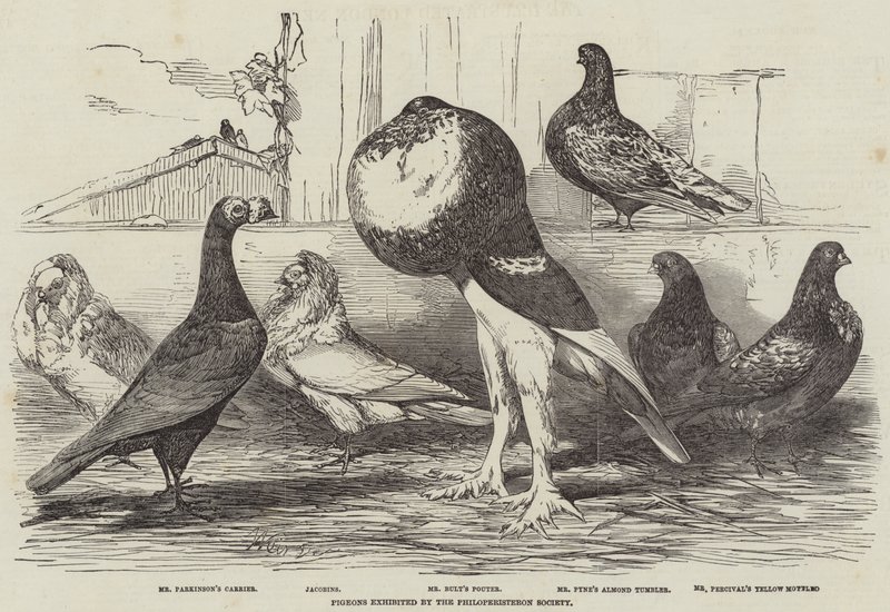 Duer udstillet af Philoperisteron Society af Harrison William Weir
