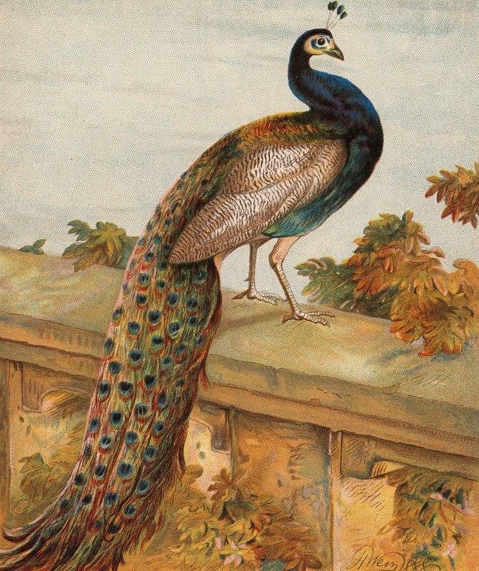 Pride in the Garden (farvelitografi) af Harrison William Weir