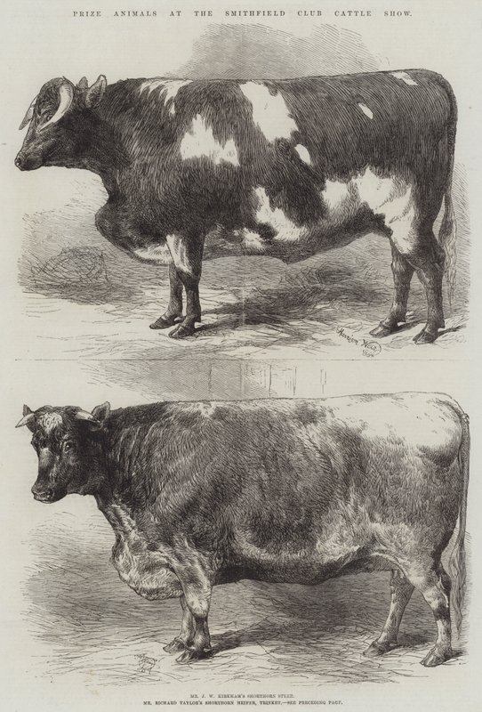 Præmiedyr ved Smithfield Club Cattle Show af Harrison William Weir