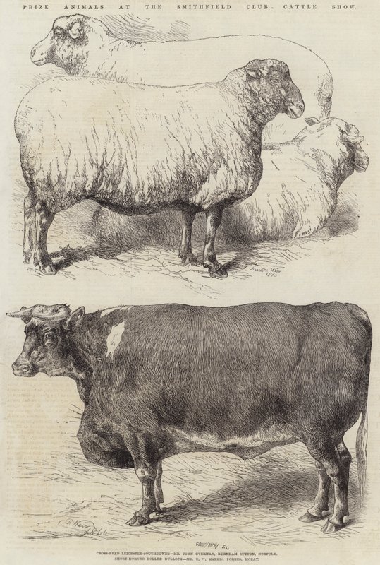 Præmiedyr ved Smithfield Club Cattle Show af Harrison William Weir