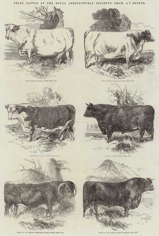 Præmiekvæg ved Royal Agricultural Society