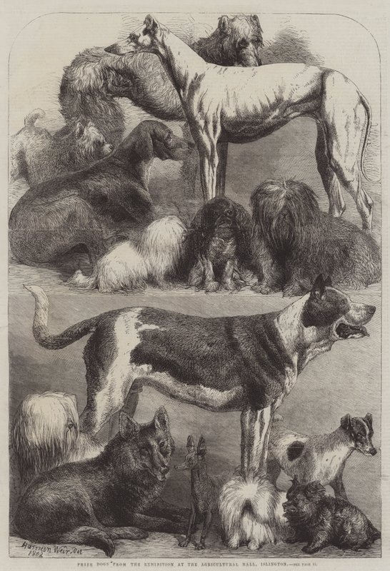 Præmiehunde fra udstillingen i Agricultural Hall, Islington af Harrison William Weir