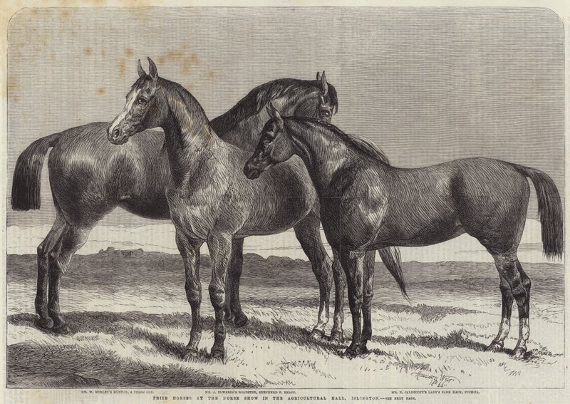 Præmieheste ved Horse Show i Agricultural Hall, Islington af Harrison William Weir