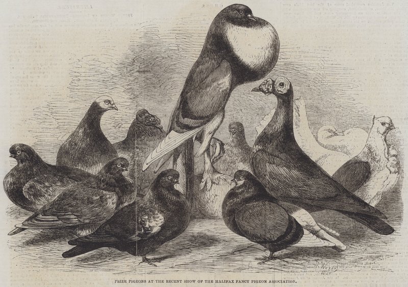 Præmieduer på det seneste udstilling af Halifax Fancy Pigeon Association af Harrison William Weir