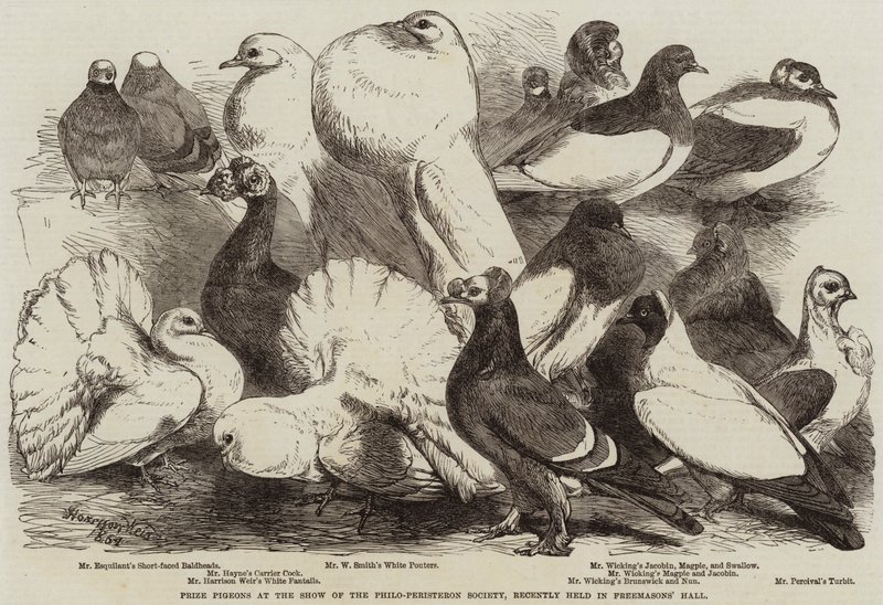 Præmieduer ved udstillingen af Philo-Peristeron Society, for nylig afholdt i frimurers sal af Harrison William Weir