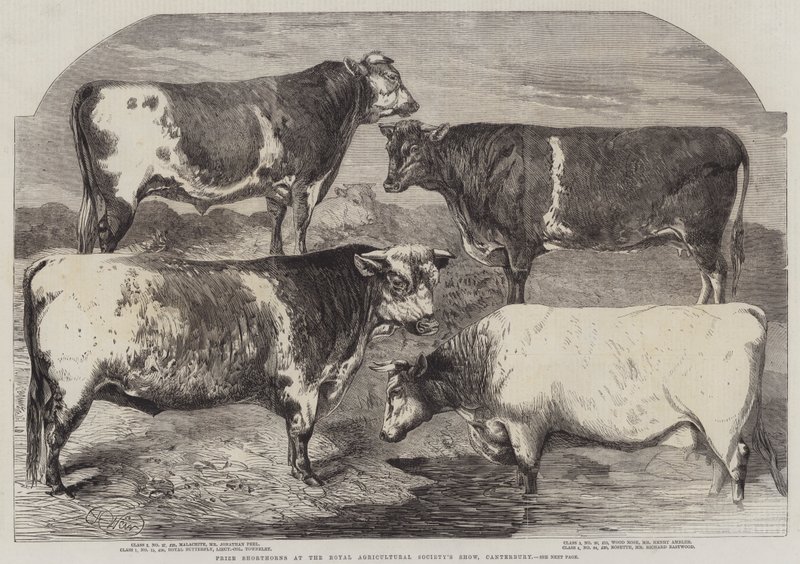 Præmie Shorthorns ved Royal Agricultural Society