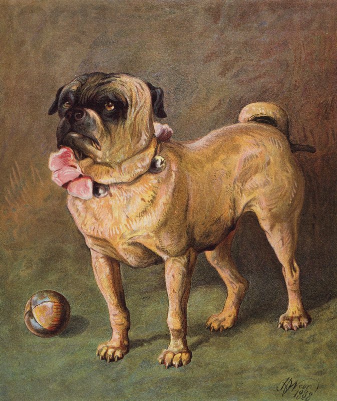 Kæledyret Puggy (farvelitografi) af Harrison William Weir