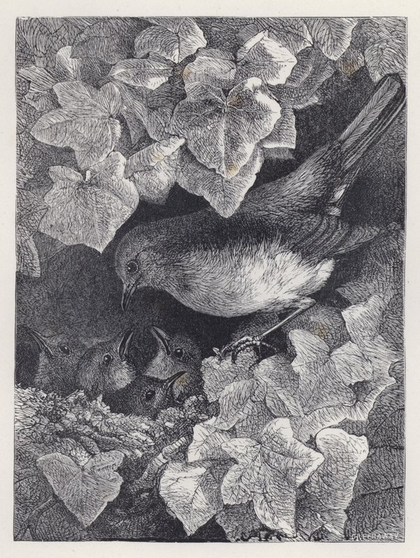 Robin undervist af sin far (gravering) af Harrison William Weir