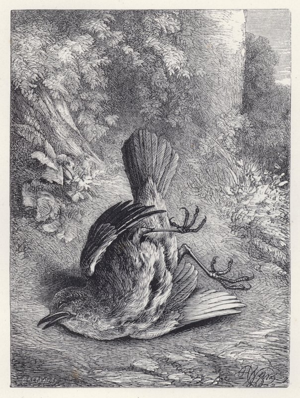 Robin bedøvet af sit fald (gravering) af Harrison William Weir