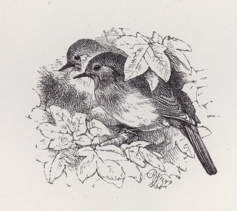 Robins (gravering) af Harrison William Weir