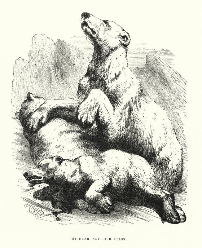 Hun-bjørn og hendes unger (gravering) af Harrison William Weir