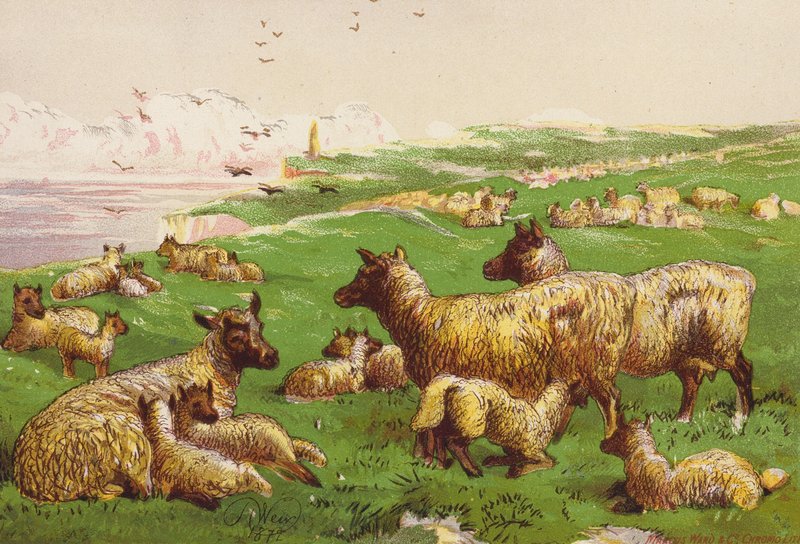 Får ved havets bred (farvelitografi) af Harrison William Weir