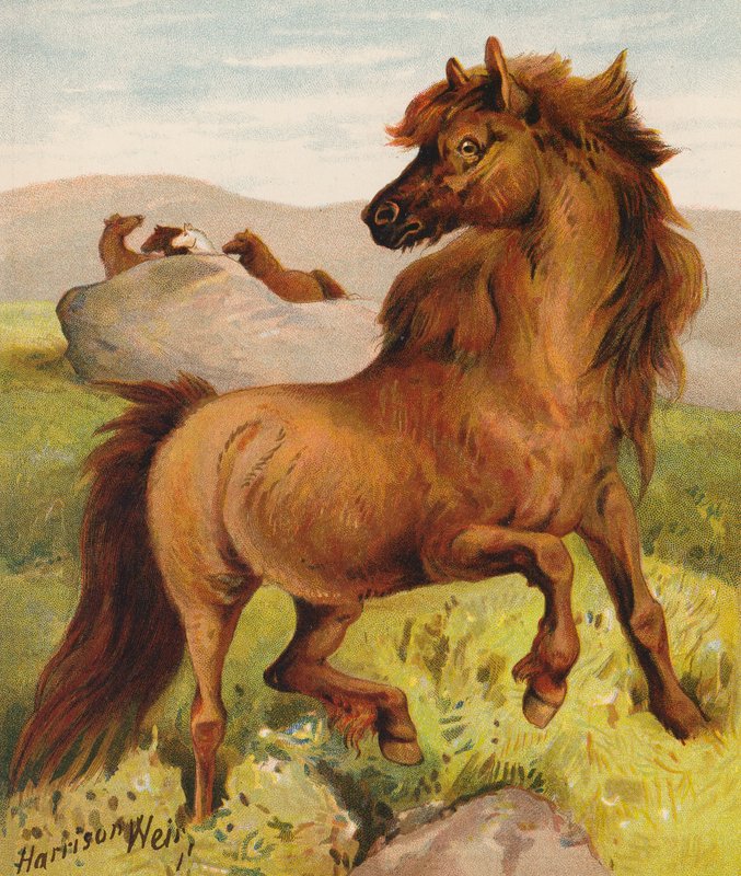 Shetlandsponyer (farvelitografi) af Harrison William Weir