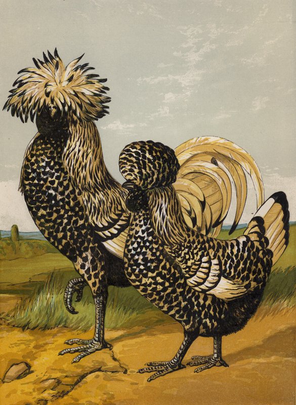 Sølvpolsk (chromolitho) af Harrison William Weir
