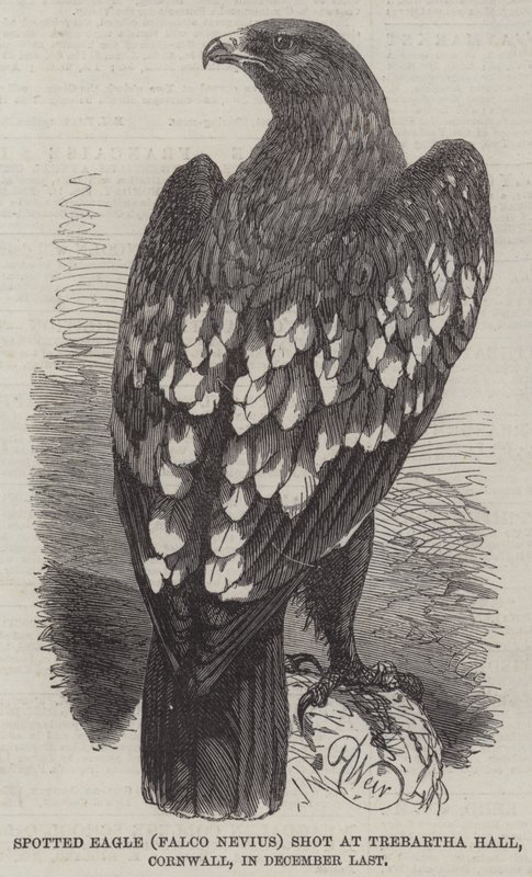 Spotted Eagle (Falco Nevius) skudt i Trebartha Hall, Cornwall, i december sidste år af Harrison William Weir