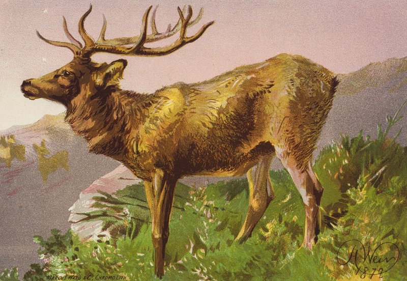Forskrækket hjort (farvelitografi) af Harrison William Weir