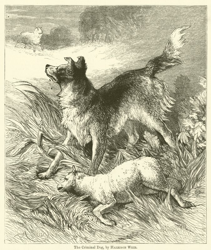 Den kriminelle hund af Harrison William Weir