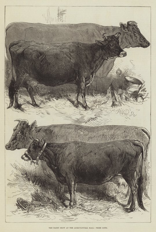 Mejeriudstillingen i landbrugsbygningen, præmiekøer af Harrison William Weir