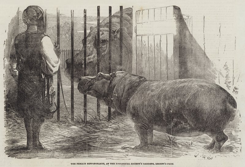Den kvindelige flodhest, i Zoologisk Selskabs Have, Regent