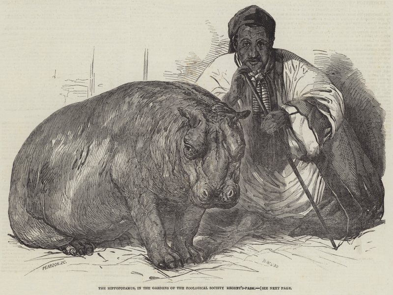 Flodhesten i Zoological Society