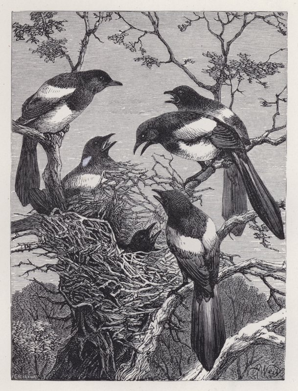 Magpies og deres rede (gravering) af Harrison William Weir