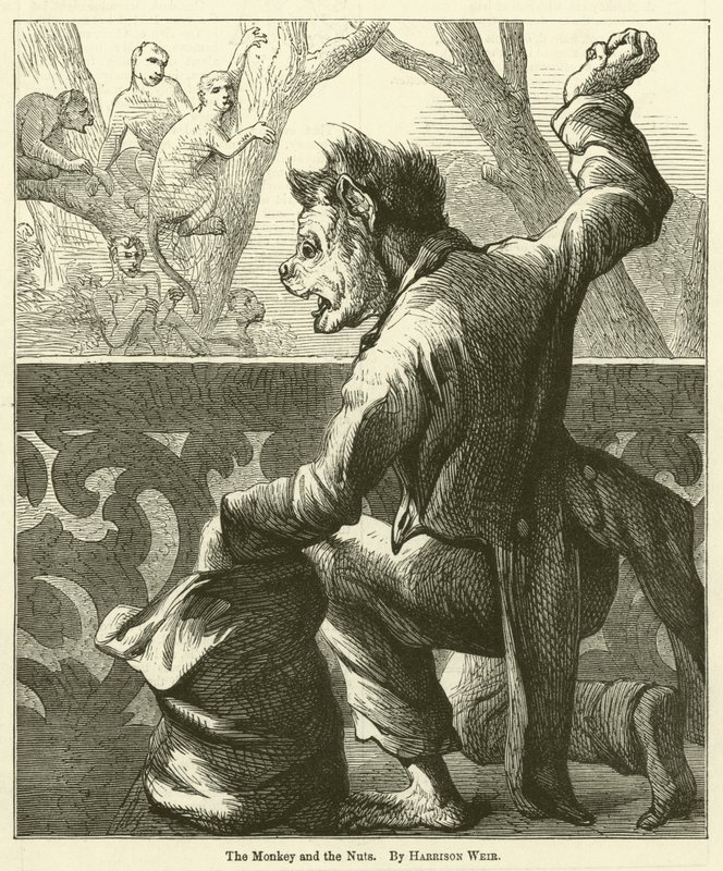Aben og nødderne af Harrison William Weir