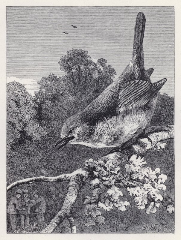 The Robin Watching the Boys with the Nest (gravering) af Harrison William Weir