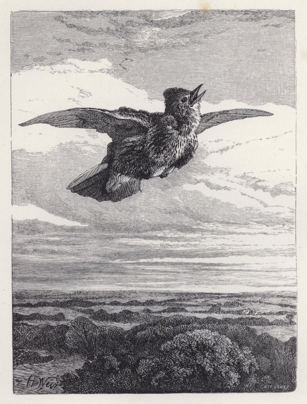 Løvlærkens sang (gravering) af Harrison William Weir