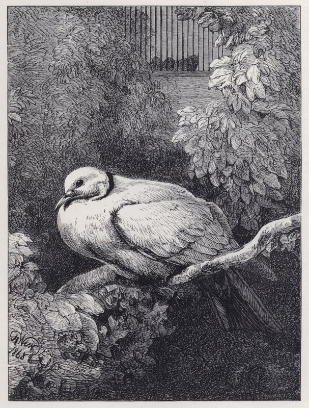 Den ulykkelige due (gravering) af Harrison William Weir
