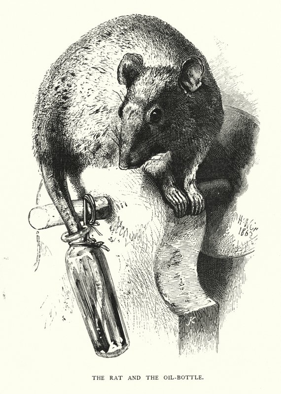 Rotten og olieflasken (gravering) af Harrison William Weir