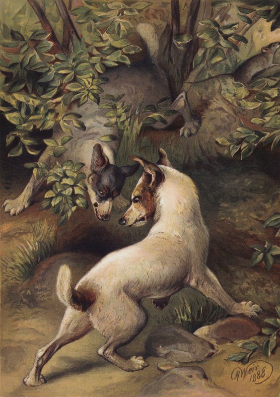 To hunde, der prøver at nå en vandpulje for at drikke (Chromolitho) af Harrison William Weir