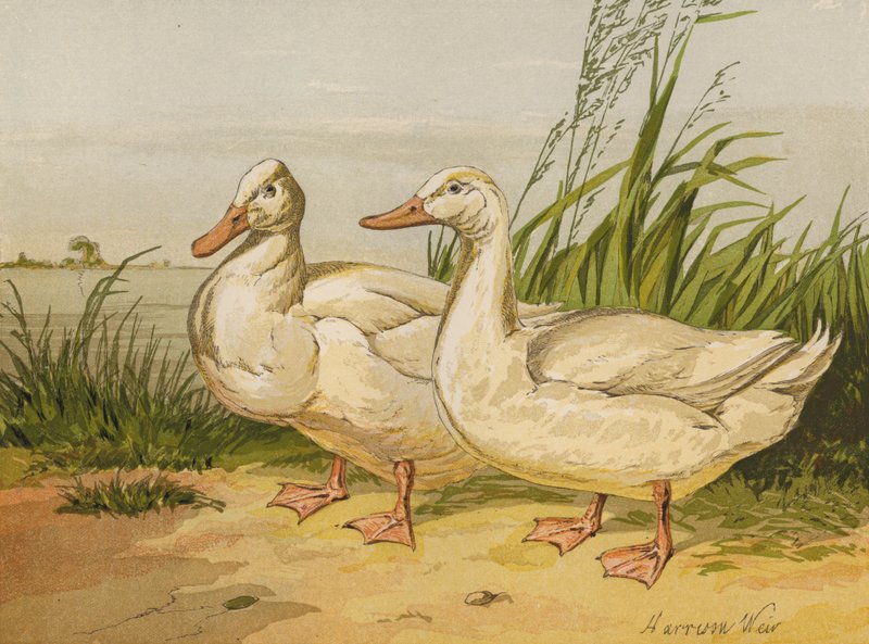 Hvide Aylesbury Ducks (chromolitho) af Harrison William Weir