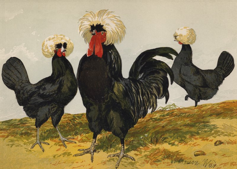 White Crested Black Polish (chromolitho) af Harrison William Weir