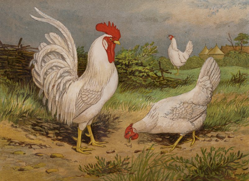 Hvide leghorn (chromolitho) af Harrison William Weir