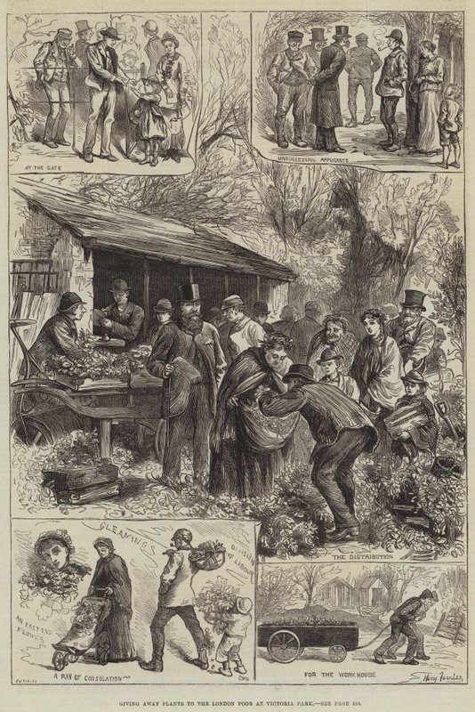 Giver væk planter til London Poor i Victoria Park af Harry Furniss