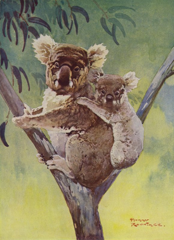 Koalabjørn og joey i et eukalyptustræ, Australien (farve litho) af Harry Rountree