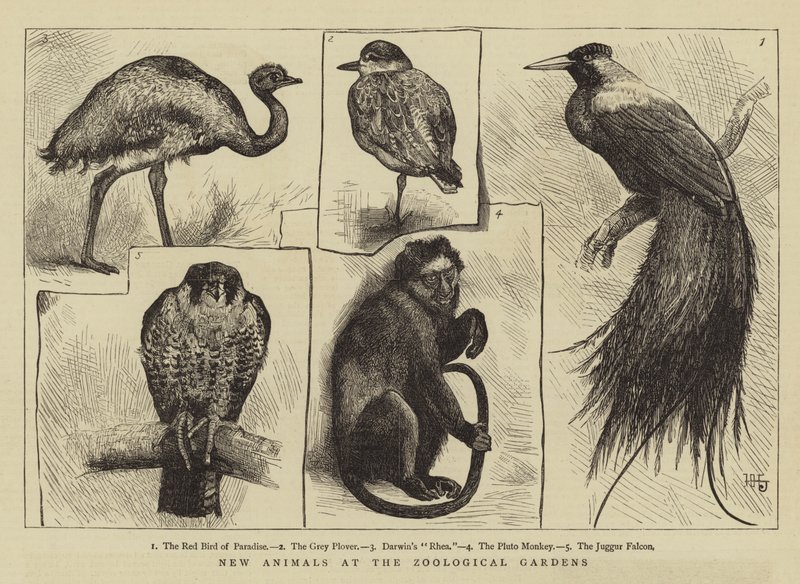 Nye dyr i zoologiske haver af Harry Hamilton Johnston