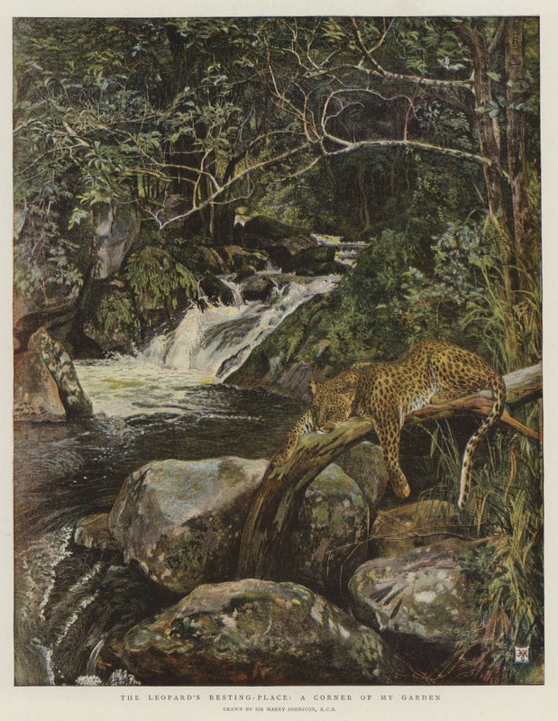 Leopardens hvilested, et hjørne af min have (chromolitho) af Harry Hamilton Johnston