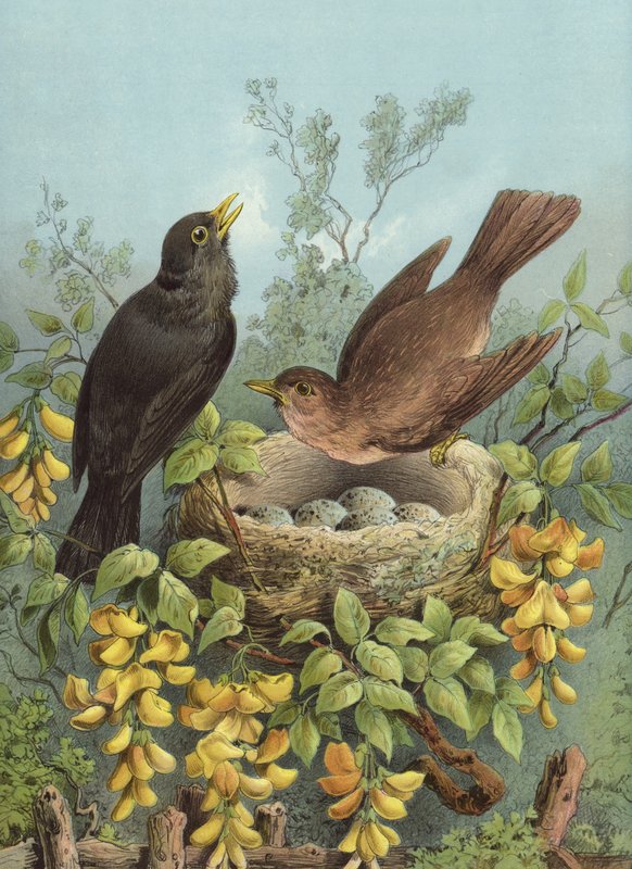 Blackbird (chromolitho) af Hector Giacomelli