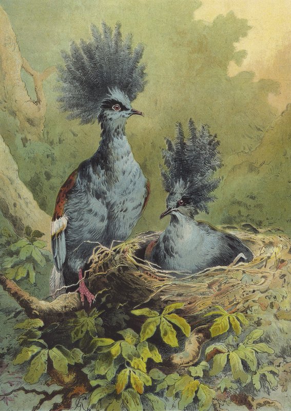 Krondue (chromolitho) af Hector Giacomelli