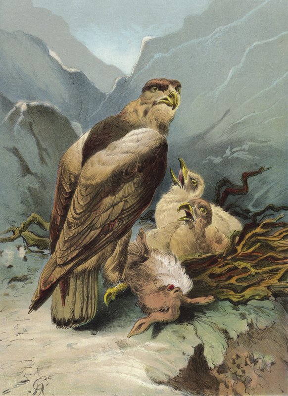 Ørn og dens unge (chromolitho) af Hector Giacomelli