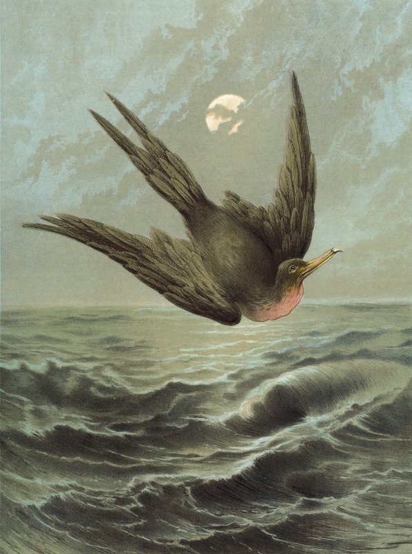 Fregatfugl (chromolitho) af Hector Giacomelli